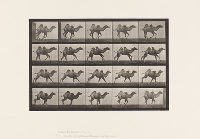 Plate 740. Bactrian Camel; Young, Galloping by Eadweard Muybridge