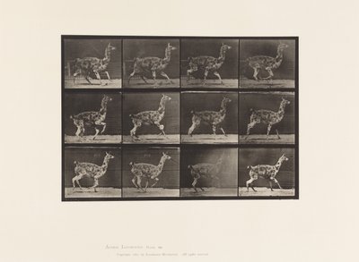 Plate 743. Guanaco; Galloping by Eadweard Muybridge