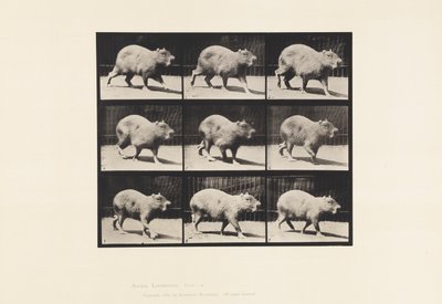 Plate 746. Capybara; Walking by Eadweard Muybridge