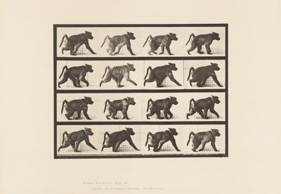 Plate 747. Baboon; Walking on All-Fours by Eadweard Muybridge