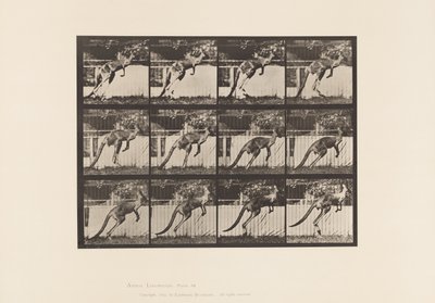 Kangaroo; Jumping by Eadweard Muybridge