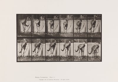 Plate 754. Kangaroo; Jumping by Eadweard Muybridge