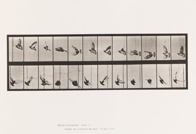 Pigeon; Flying by Eadweard Muybridge