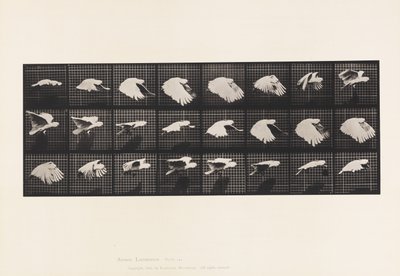Cockatoo; Flying by Eadweard Muybridge