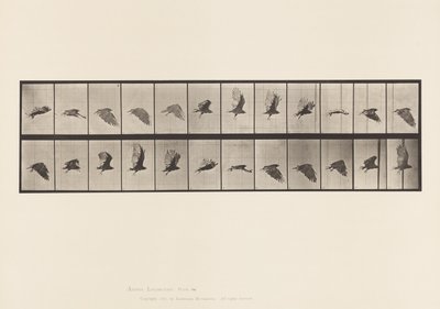 Vulture; Flying (Plate 766) by Eadweard Muybridge