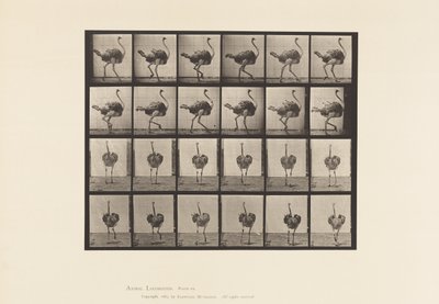 Plate 772. Ostrich; Walking by Eadweard Muybridge