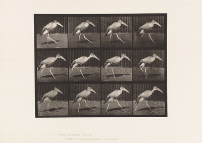 Plate 774. Adjutant; Walking by Eadweard Muybridge