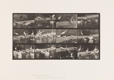 Storks; Swans, etc. (Plate 780) by Eadweard Muybridge