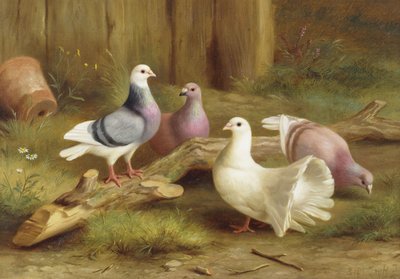 Doves by Edgar Hunt