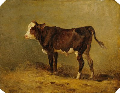 Calf by Edmund Mahlknecht