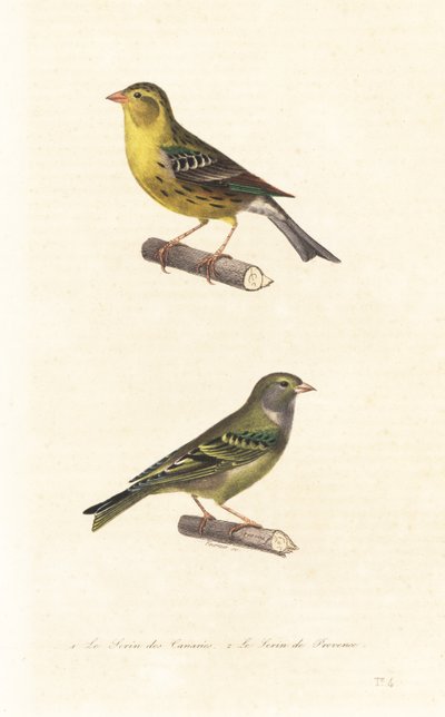 Atlantic Canary and European Serin by Edouard (after) Travies