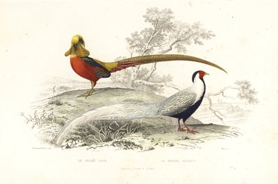 Golden pheasant and silver pheasant by Edouard (after) Travies