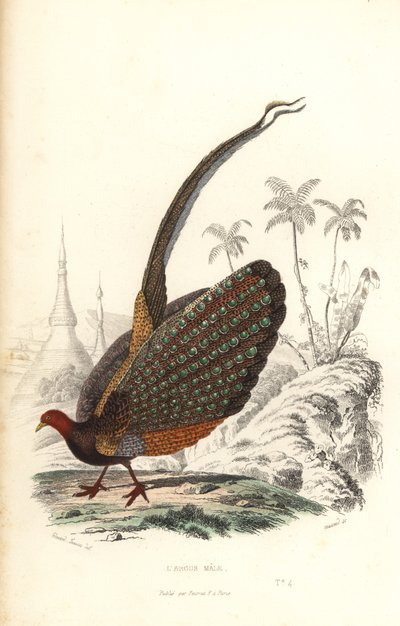 Great argus, Argusianus argus, vulnerable by Edouard (after) Travies