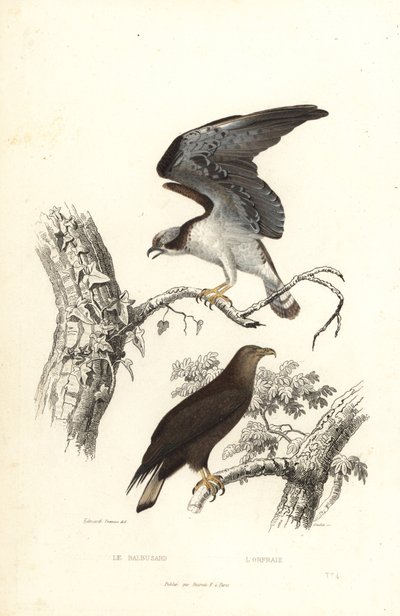 Osprey and white-tailed eagle by Edouard (after) Travies
