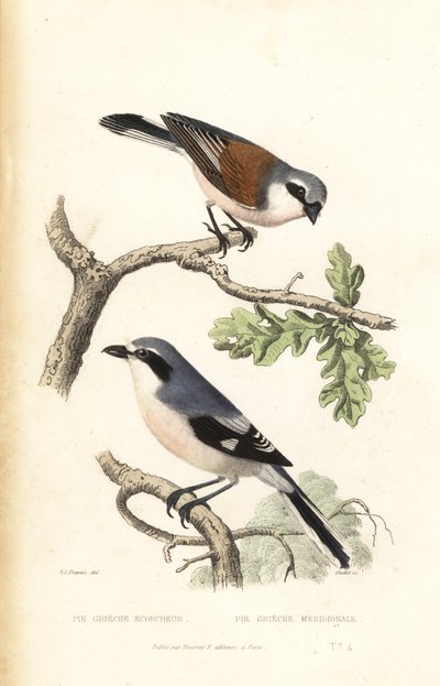 Red-backed shrike and Iberian gray shrike by Edouard (after) Travies