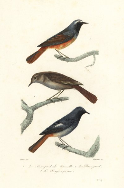 Redstart, Thrush Nightingale and Black Redstart by Edouard (after) Travies