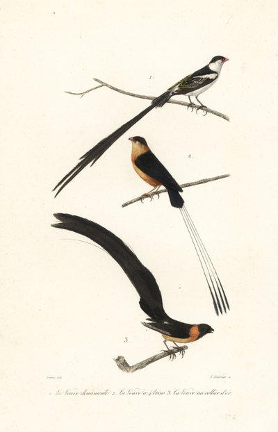 Whydah birds by Edouard (after) Travies