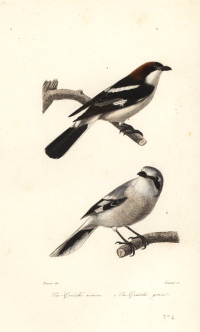 Woodchat shrike and great grey shrike by Edouard (after) Travies