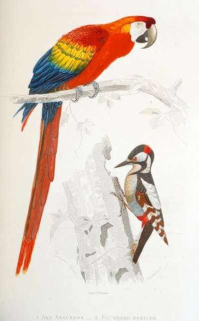1. Scarlet Macaw. 2. Great Spotted Woodpecker by Edouard Travies