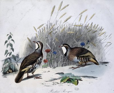 Red Partridge - Drawing by Travies by Edouard Travies