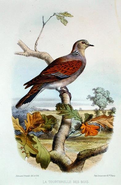 The Turtle Dove by Edouard Travies