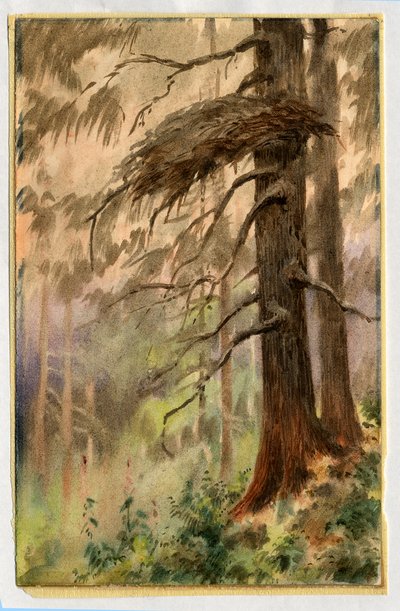 Goshawks nest, 1898-99 by Edward Adrian Wilson