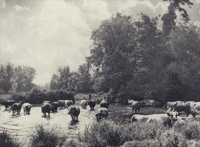 Cows crossing the Nadder by Edward Alfred Barton