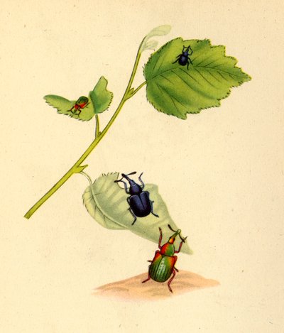 Birch Weevils: Curculio betulae by Edward Donovan