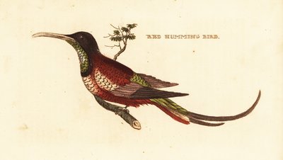 Crimson Topaz by Edward Donovan