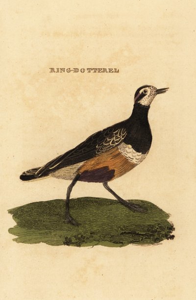 Eurasian Dotterel by Edward Donovan