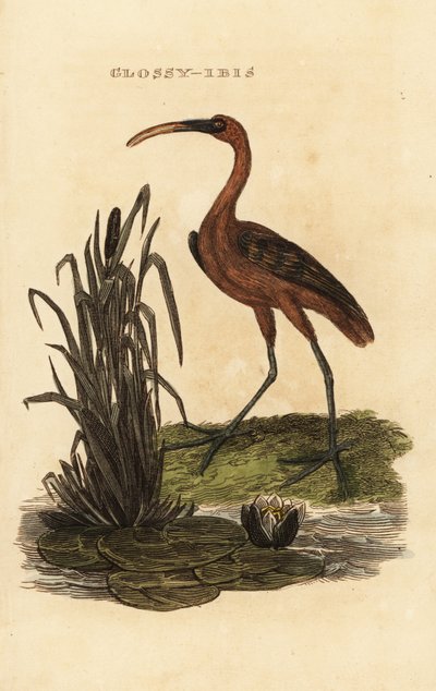 Glossy ibis by Edward Donovan