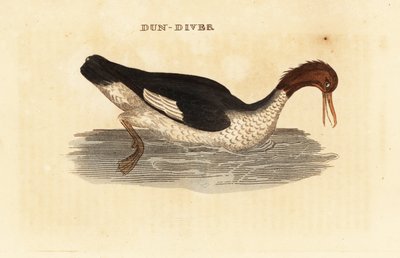 Goosander, Female by Edward Donovan