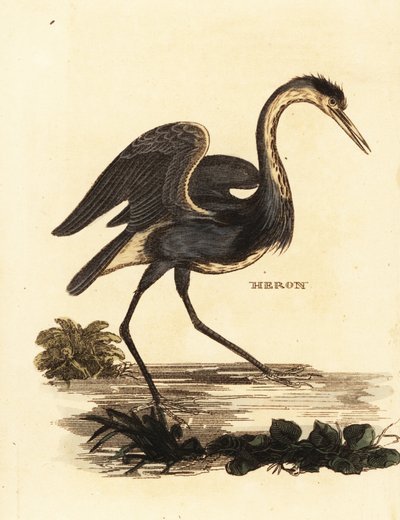Grey Heron by Edward Donovan