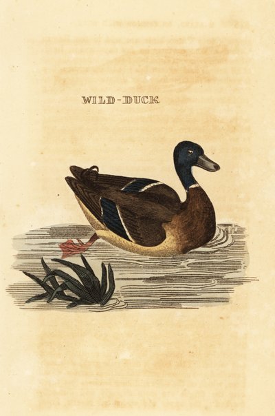 Mallard by Edward Donovan