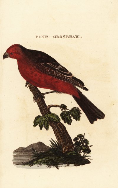 Pine Grosbeak by Edward Donovan