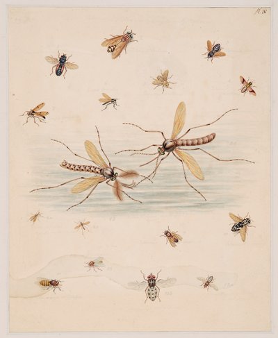 Studies of Invertebrate Animals, Volume II by Edward Donovan