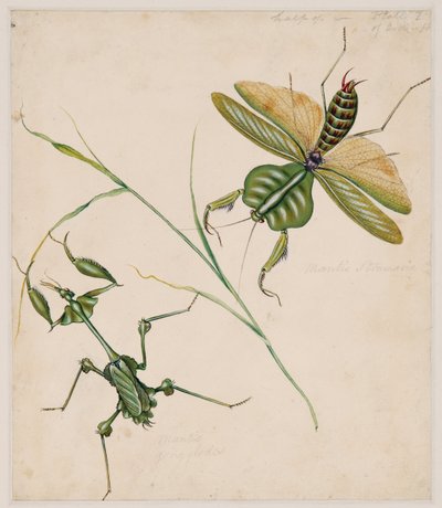Studies of Invertebrate Animals, Volume II by Edward Donovan