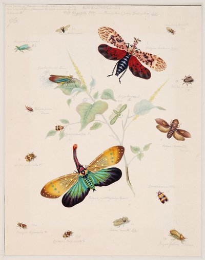 Studies of Invertebrate Animals, Volume II by Edward Donovan