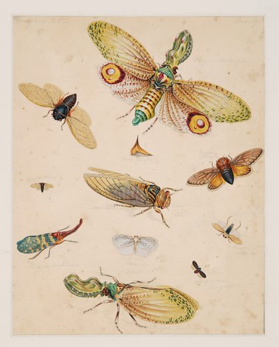 Studies of Invertebrate Animals, Volume II by Edward Donovan