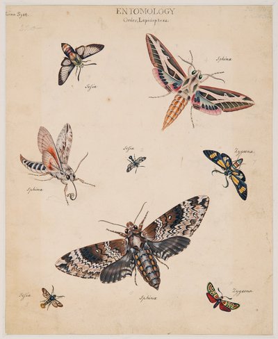 Studies of Invertebrate Animals, Volume II by Edward Donovan