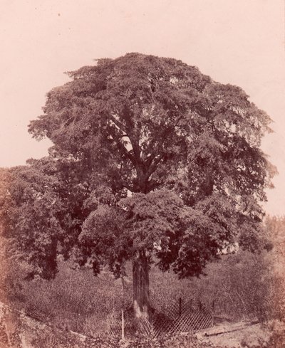 Study of Tree by Edward King Tenison