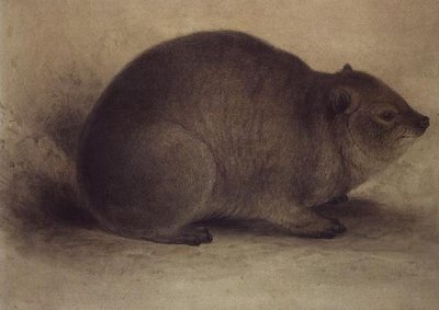 A Rock Hyrax by Edward Lear