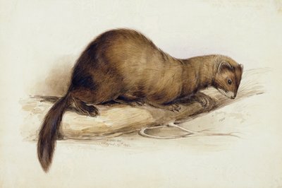A Weasel by Edward Lear