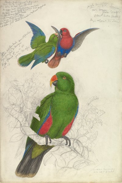 Eclectus Roratus Polychloros by Edward Lear