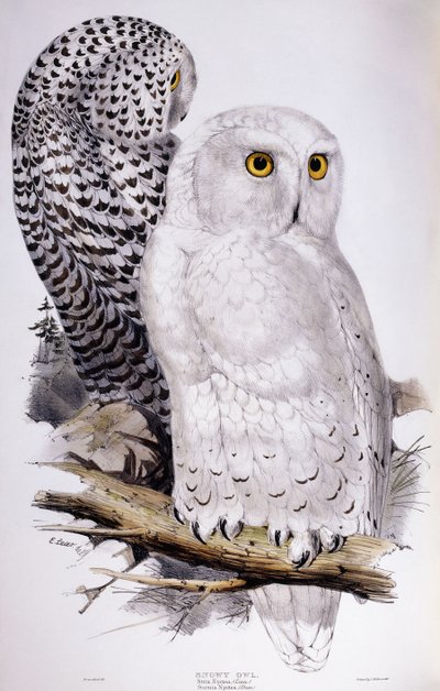 Snowy Owl by Edward Lear