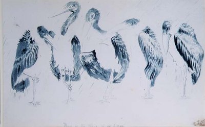 Studies of Storks by Edward Lear