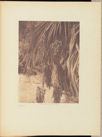 Palm Fruit by Edward S. Curtis