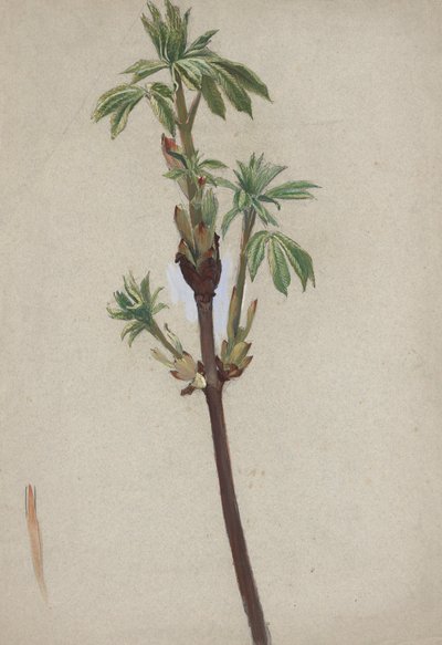 Plant Study by Edwin Austin Abbey