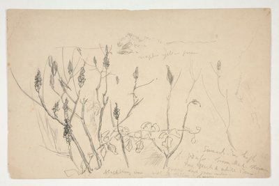 Sketch of Weeds by Edwin Austin Abbey