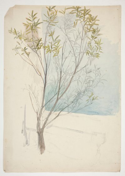 Study of a Tree by Edwin Austin Abbey